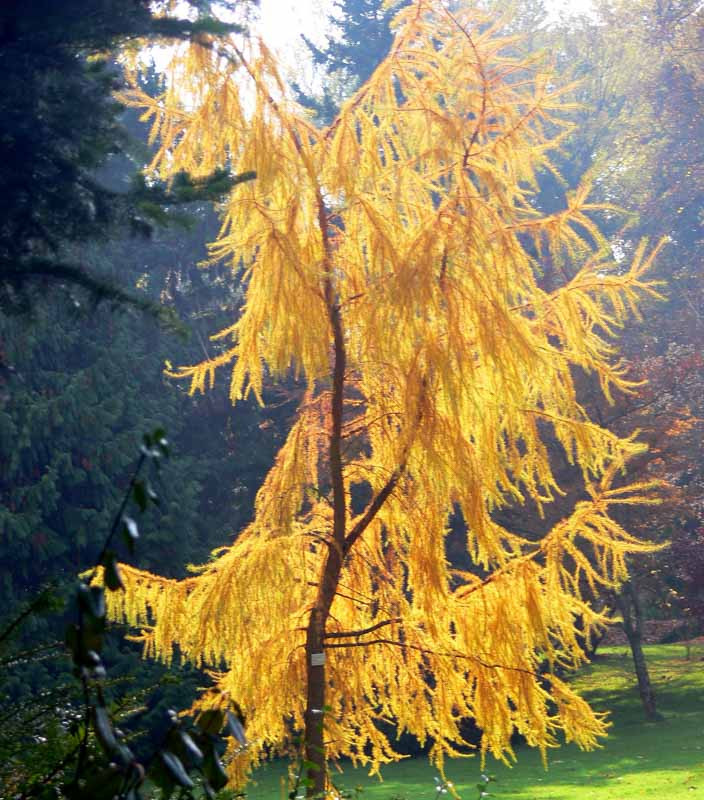 Larix Kaempferi Japanese Larch